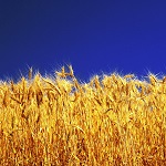 Аграрное право